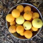 Backyard bumper crop!