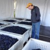 Scott inspecting the grapes